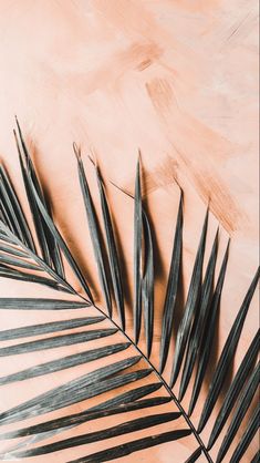 an overhead view of a palm leaf on a pink background with copy - up space