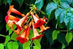 an orange and red flower with green leaves in the background, surrounded by words that read trumpet vine campus radicalis