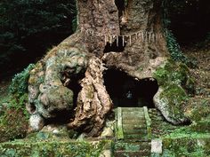 the entrance to an old tree with moss growing on it's trunk and steps leading up to it