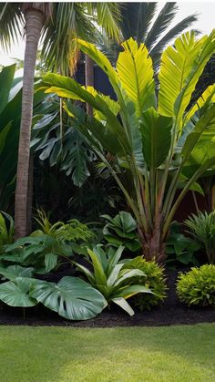 a lush green garden with palm trees and other tropical plants