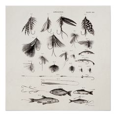 an old illustration of various types of fishing flies