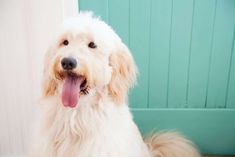 a white dog sitting in front of a blue door with its tongue hanging out and it's tongue sticking out