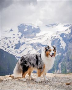 a dog standing on top of a mountain with snow covered mountains in the background