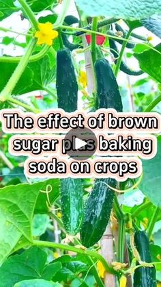 the effect of brown sugar plus baking soda on cropped cucumbers is amazing