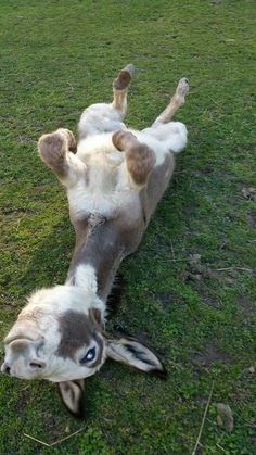 a dog rolling around on its back in the grass