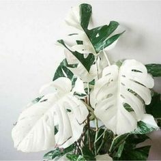 a potted plant with white flowers and green leaves on the side of a wall