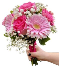 a bouquet of pink and white flowers being held by a woman's hand, on a white background