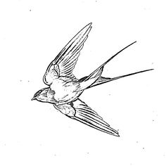 a black and white drawing of a bird flying