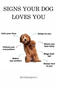 a brown dog sitting on top of a white background with the words signs your dog loves you