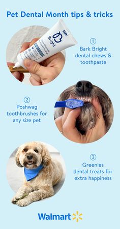 the benefits of toothpaste for dogs and their owners info sheet on how to use it