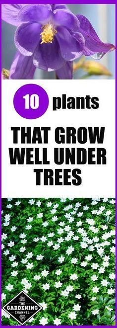 purple flowers with the words 10 plants that grow well under trees