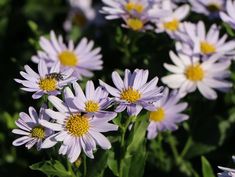 many purple flowers with yellow centers in the middle and one bee on it's back