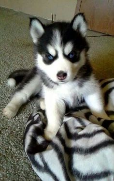 a husky puppy sitting on top of a zebra print blanket in front of a door