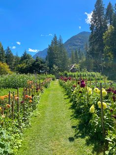 a garden with lots of flowers in the middle of it and mountains in the background