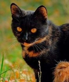 a black and orange cat standing on top of a grass covered field with yellow eyes