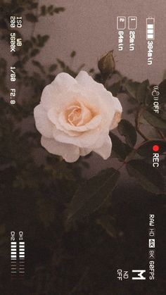 a white rose sitting on top of a leaf covered tree next to the words written in chinese