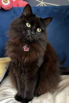 a black cat sitting on top of a bed next to a bowl and stuffed animal