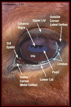 an animal's eye with labels on the iris