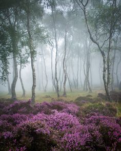 purple flowers in the woods on a foggy day with lots of trees and grass