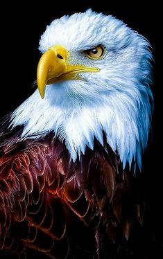 an eagle with white and red feathers on it's head, against a black background