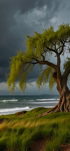 a large tree sitting on top of a lush green hillside next to the ocean under a cloudy sky