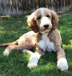 a brown and white dog laying in the grass