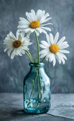 three white daisies in a blue glass vase on a gray surface, with one yellow center