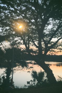 the sun shines brightly through the branches of a tree next to a body of water