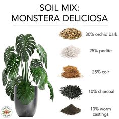 a plant with lots of different types of plants in it and the words soil mix monstera deliciasa