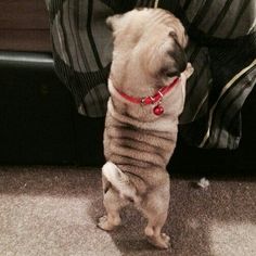 a small pug dog standing on its hind legs