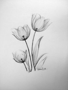 pencil drawing of three tulips