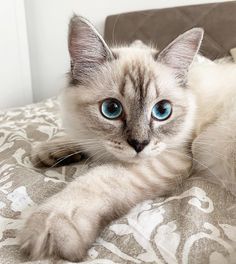 a cat with blue eyes laying on a bed