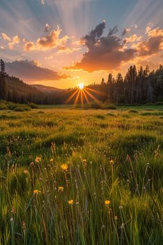 the sun is setting over a field with tall grass and wildflowers in the foreground