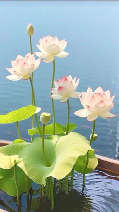 some pink flowers are growing out of the water and floating on top of each other