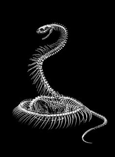 the skeleton of a snake is shown against a black background, with its tail curled up