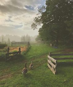 two geese are walking in the grass near a fence and trees on a foggy day