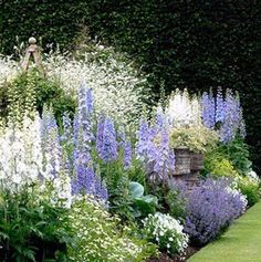 a garden filled with lots of purple and white flowers