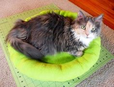 a cat laying on top of a green bed in the middle of a floor next to a ruler