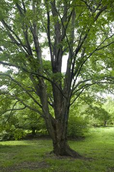 a large tree in the middle of a grassy area