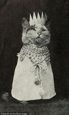 a black and white photo of a cat wearing a crown