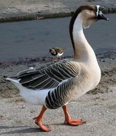 a duck walking on the sand next to a body of water with two small birds perched on it's back legs