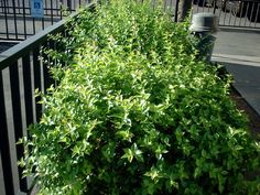 a bush with green leaves next to a parking meter on the side of a road