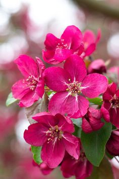 pink flowers with green leaves in the foreground