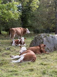 three brown and white cows laying in the grass next to large rocks with trees behind them