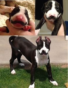 dog with a natural mustache Mustache Dog, Like A Sir, Moustaches, Having A Bad Day, Too Funny, Mans Best Friend, Dog Pictures, Adorable Animals, Animals Beautiful