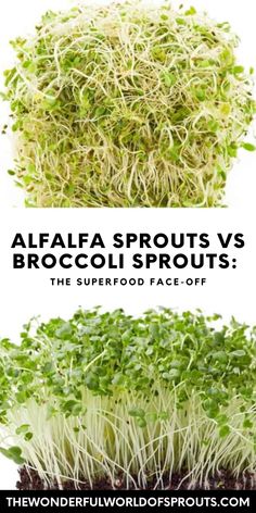 alfalfa sprouts vs broccoli sprouts the superfood face - off