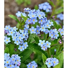 small blue flowers with green leaves in the foreground