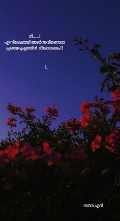 the moon is shining in the sky above some red flowers