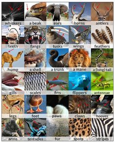 an image of different types of animals and their names in english or spanish language with pictures of them