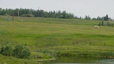 two cows grazing in a field next to a pond